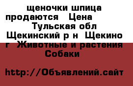 щеночки шпица продаются › Цена ­ 16 000 - Тульская обл., Щекинский р-н, Щекино г. Животные и растения » Собаки   